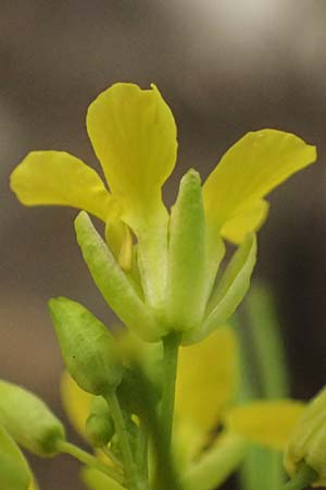 Sisymbrium loeselii \ Loesels Rauke / False London Rocket, D Ludwigshafen 18.7.2026