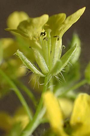 Sisymbrium loeselii \ Loesels Rauke / False London Rocket, D Ludwigshafen 18.7.2026