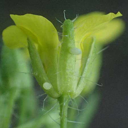 Sisymbrium loeselii \ Loesels Rauke / False London Rocket, D Ludwigshafen 18.7.2026