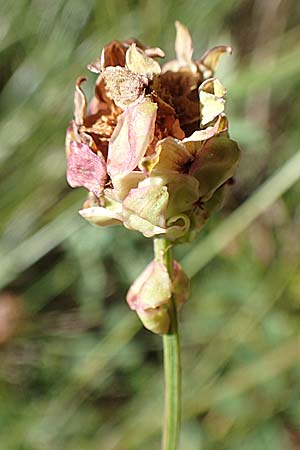 Sanguisorba minor subsp. balearica \ Hckerfrchtiger Wiesenknopf / Small Burnet, D Odenwald, Mörlenbach 24.6.2020
