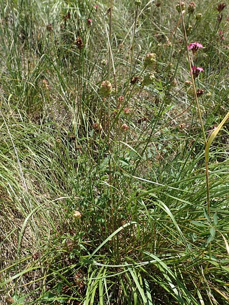 Sanguisorba minor subsp. balearica \ Hckerfrchtiger Wiesenknopf / Small Burnet, D Odenwald, Mörlenbach 24.6.2020