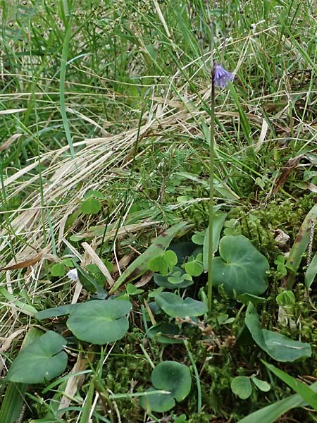 Soldanella montana \ Wald-Soldanelle, Berg-Alpengl�ckchen / Greater Alpine Clock, D Finsterau 8.5.2025