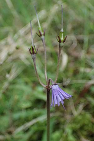 Soldanella montana \ Wald-Soldanelle, Berg-Alpengl�ckchen / Greater Alpine Clock, D Finsterau 8.5.2025
