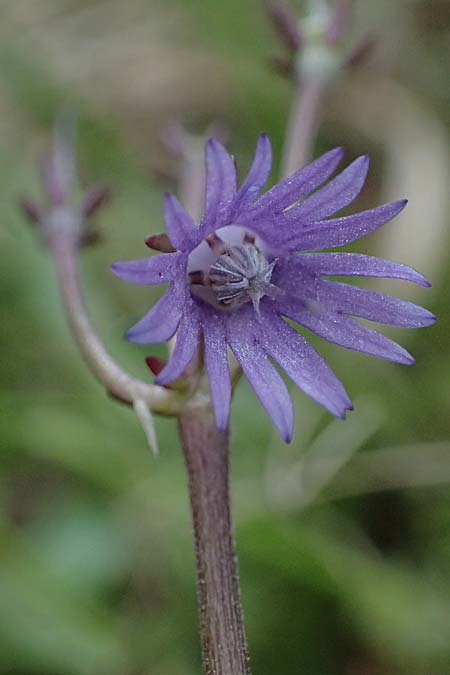Soldanella montana \ Wald-Soldanelle, Berg-Alpengl�ckchen / Greater Alpine Clock, D Finsterau 8.5.2025