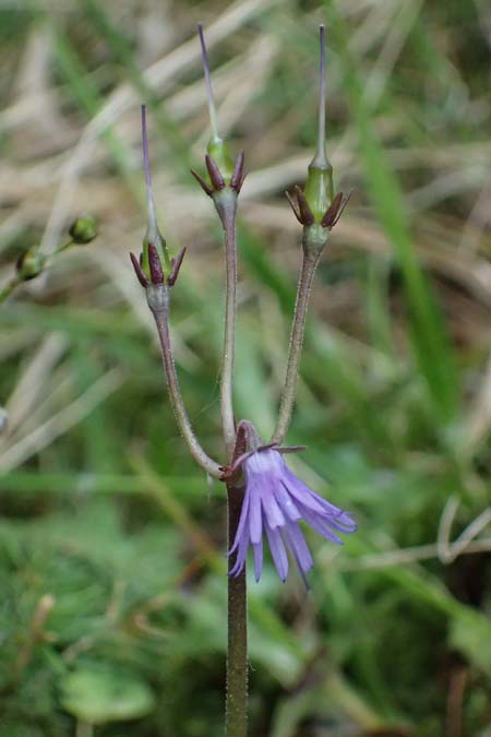 Soldanella montana \ Wald-Soldanelle, Berg-Alpengl�ckchen / Greater Alpine Clock, D Finsterau 8.5.2025