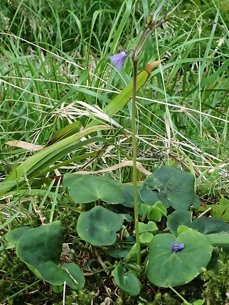 Soldanella montana \ Wald-Soldanelle, Berg-Alpengl�ckchen / Greater Alpine Clock, D Finsterau 8.5.2025