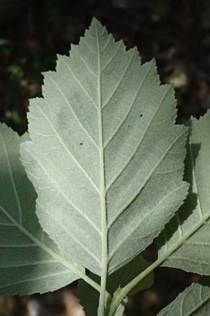 Sorbus meyeri \ Meyers Mehlbeere / Meyer's Whitebeam, D Eiersheim 31.5.2025
