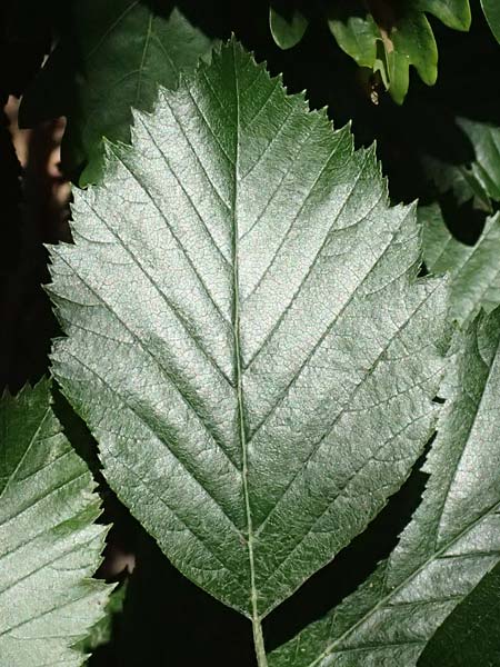 Sorbus meyeri \ Meyers Mehlbeere / Meyer's Whitebeam, D Eiersheim 31.5.2025