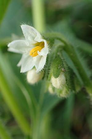 Solanum nitidibaccatum \ Argentinischer Nachtschatten, Glanzfr&uuml;chtiger Nachtschatten / Ground-Cherry Nightshade, Hairy Nightshade, D Reilingen 24.9.2015