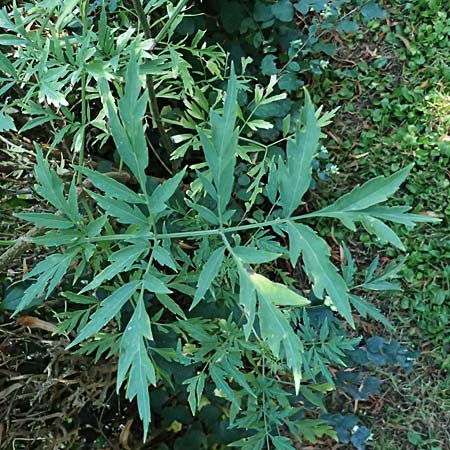 Sambucus nigra forma laciniata \ Geschlitztblttriger Schwarzer Holunder / Fernleaf Elder, D Mannheim 29.7.2024
