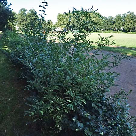 Sambucus nigra forma laciniata \ Geschlitztblttriger Schwarzer Holunder / Fernleaf Elder, D Mannheim 29.7.2024