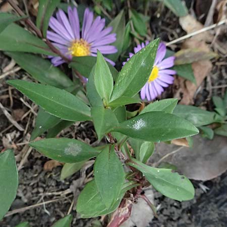 Symphyotrichum novae-angliae \ Neuengland-Herbstaster, Raublatt-Herbstaster, D Mannheim 15.10.2025