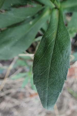Symphyotrichum novae-angliae \ Neuengland-Herbstaster, Raublatt-Herbstaster, D Mannheim 15.10.2025