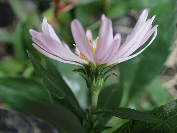 Symphyotrichum novae-angliae \ Neuengland-Herbstaster, Raublatt-Herbstaster, D Mannheim 15.10.2025