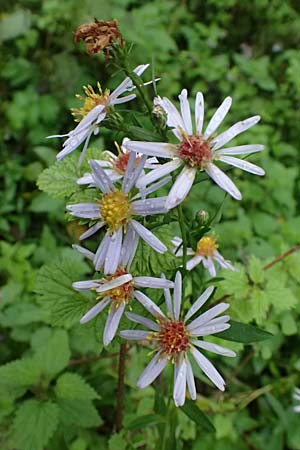 Symphyotrichum novae-angliae \ Neuengland-Herbstaster, Raublatt-Herbstaster, D Karlsruhe 25.10.2025