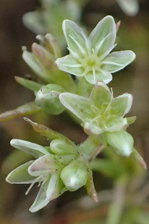 Scleranthus perennis \ Ausdauerndes Kn�uelkraut / Perennial Knawel, D Falkenstein 31.7.2025
