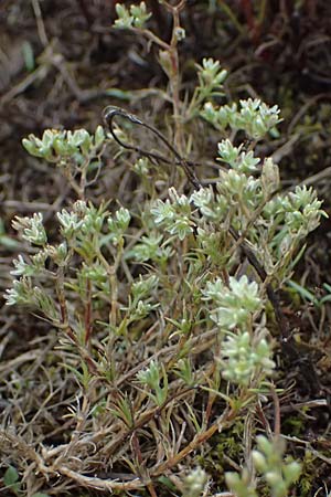 Scleranthus perennis \ Ausdauerndes Kn�uelkraut / Perennial Knawel, D Falkenstein 31.7.2025