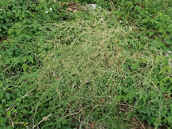 Asparagus officinalis \ Gemse-Spargel / Garden Asparagus, Wild Asparagus, D Mannheim 23.8.2025