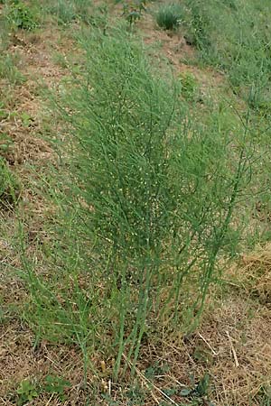 Asparagus officinalis, Schultes's Nightshade Asparagus officinalis, Schultes's Nightshade