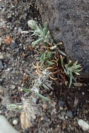 Spergularia rubra \ Rote Schuppenmiere, Roter Sp�rkling, D Frankfurt 1.6.2026