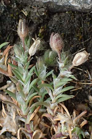 Spergularia rubra \ Rote Schuppenmiere, Roter Sp�rkling, D Frankfurt 1.6.2026