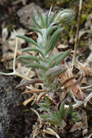 Spergularia rubra \ Rote Schuppenmiere, Roter Sp�rkling, D Frankfurt 1.6.2026