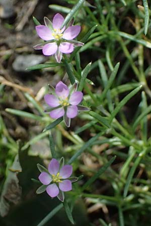 Spergularia rubra \ Rote Schuppenmiere, Roter Sp�rkling / Sea Spurrey, D Olpe 2.9.2026