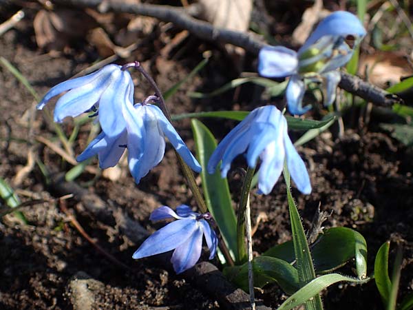 Scilla siberica agg. / Siberian Squill, D Mannheim 4.3.2022