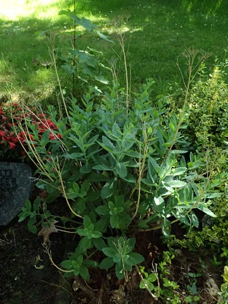 Hylotelephium spectabile \ Pr&auml;chtige Fetthenne / Fatty Stonecrop, D Duisburg 20.6.2025