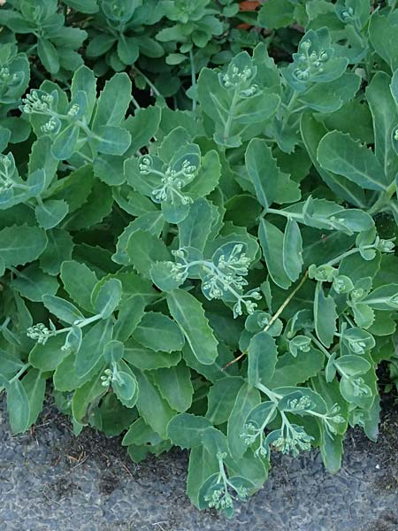Hylotelephium spectabile \ Pr&auml;chtige Fetthenne / Fatty Stonecrop, D Duisburg 20.6.2025