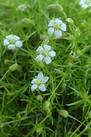 Sagina subulata var. glabrata \ Pfriemen-Mastkraut, Sternmoos, D Essen 21.6.2025