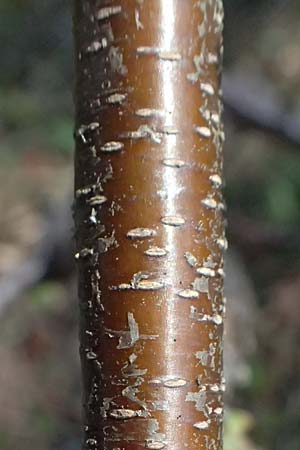 Prunus serotina \ Spte Traubenkirsche / Rum Drupes, D Mannheim 4.4.2025