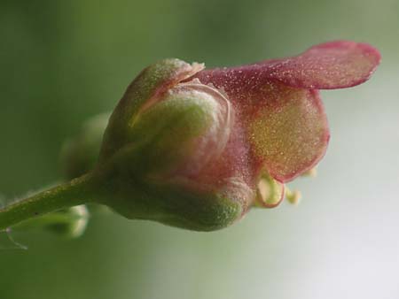 Scrophularia umbrosa \ Gefl�gelte Braunwurz, D Erlenbach am Main 16.7.2016