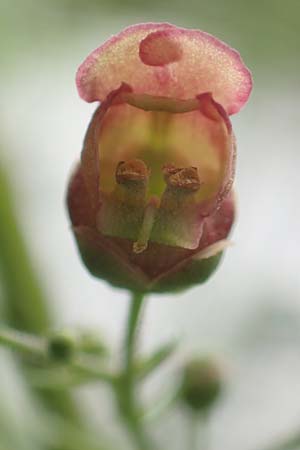 Scrophularia umbrosa \ Gefl�gelte Braunwurz, D Erlenbach am Main 16.7.2016