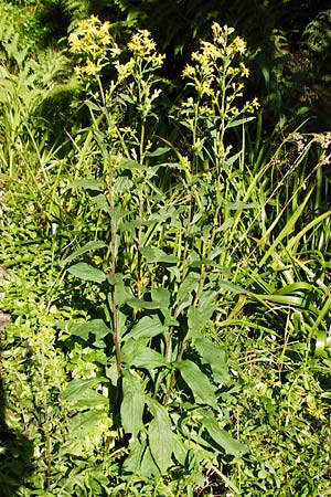 Solidago virgaurea \ Gewhnliche Goldrute, Echte Goldrute, D Schwarzwald, Hornisgrinde 5.8.2015