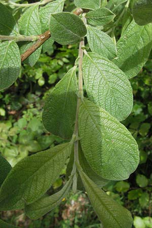 Salix aurita x caprea \ Weiden-Hybride, D Schwarzwald, Feldsee 18.5.2007