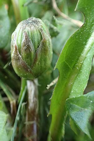 Taraxacum udum agg. \ Flutrasen-Lwenzahn, D Konstanz 24.4.2018