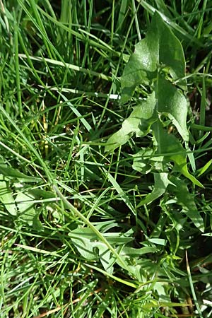 Taraxacum clemens \ Gn�diger L�wenzahn / Merciful Dandelion, D Karlsruhe 5.4.2024