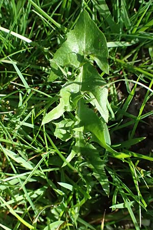 Taraxacum clemens \ Gn�diger L�wenzahn / Merciful Dandelion, D Karlsruhe 5.4.2024