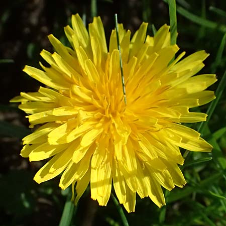 Taraxacum clemens \ Gn�diger L�wenzahn / Merciful Dandelion, D Karlsruhe 5.4.2024
