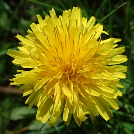 Taraxacum clemens \ Gn�diger L�wenzahn / Merciful Dandelion, D Karlsruhe 5.4.2024