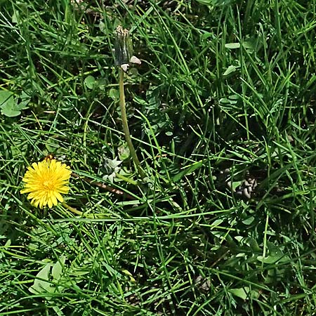 Taraxacum clemens \ Gn�diger L�wenzahn / Merciful Dandelion, D Karlsruhe 5.4.2024