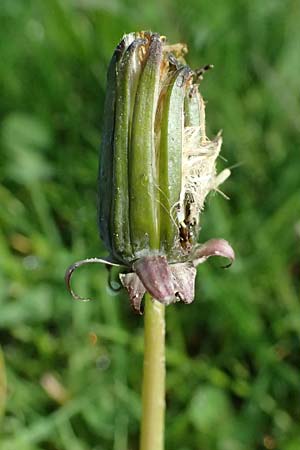 Taraxacum clemens \ Gn�diger L�wenzahn / Merciful Dandelion, D Karlsruhe 5.4.2024