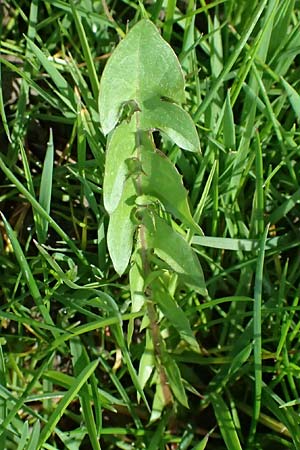 Taraxacum clemens \ Gn�diger L�wenzahn / Merciful Dandelion, D Karlsruhe 5.4.2024