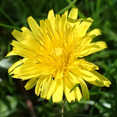 Taraxacum clemens \ Gn�diger L�wenzahn / Merciful Dandelion, D Karlsruhe 5.4.2024
