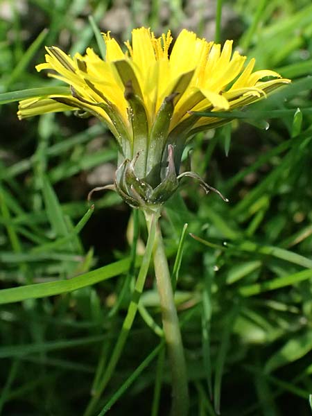 Taraxacum clemens \ Gn�diger L�wenzahn / Merciful Dandelion, D Karlsruhe 5.4.2024