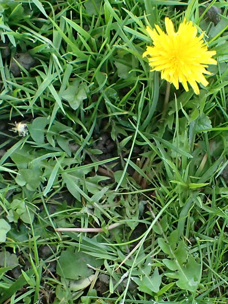 Taraxacum clemens \ Gn�diger L�wenzahn / Merciful Dandelion, D Karlsruhe 5.4.2024