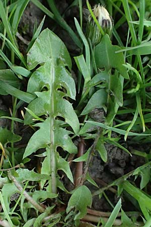 Taraxacum clemens \ Gn�diger L�wenzahn / Merciful Dandelion, D Karlsruhe 5.4.2024