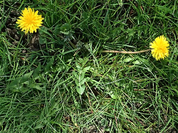 Taraxacum clemens \ Gn�diger L�wenzahn / Merciful Dandelion, D Karlsruhe 5.4.2024