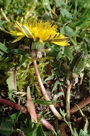 Taraxacum clemens \ Gn�diger L�wenzahn / Merciful Dandelion, D Bietigheim (Baden) 8.4.2024